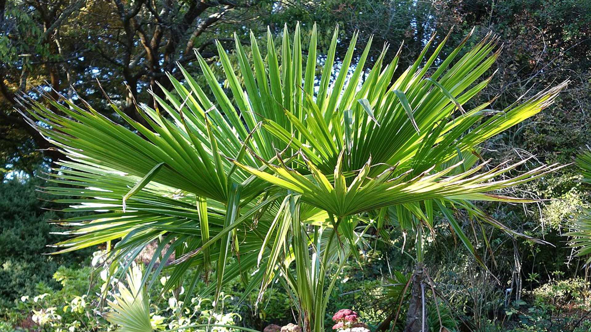 Aussaat und Anbau der Trachycarpus Martianus-Palme aus Samen |Himalaya-Windmühlenpalme