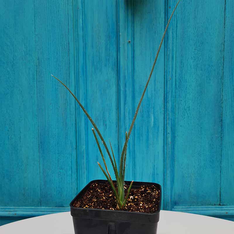 Setzling - Pflanze 15 cm von dracaena serrulata - Jemen | www.drakenbloedboom.com | Drachenbaum