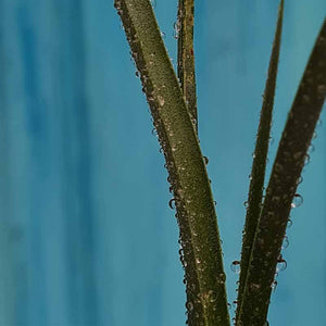 Nahaufnahme von Sämling - Pflanze von dracaena serrulata - Jemen | www.drakenbloedboom.com | Drachenblutbaum