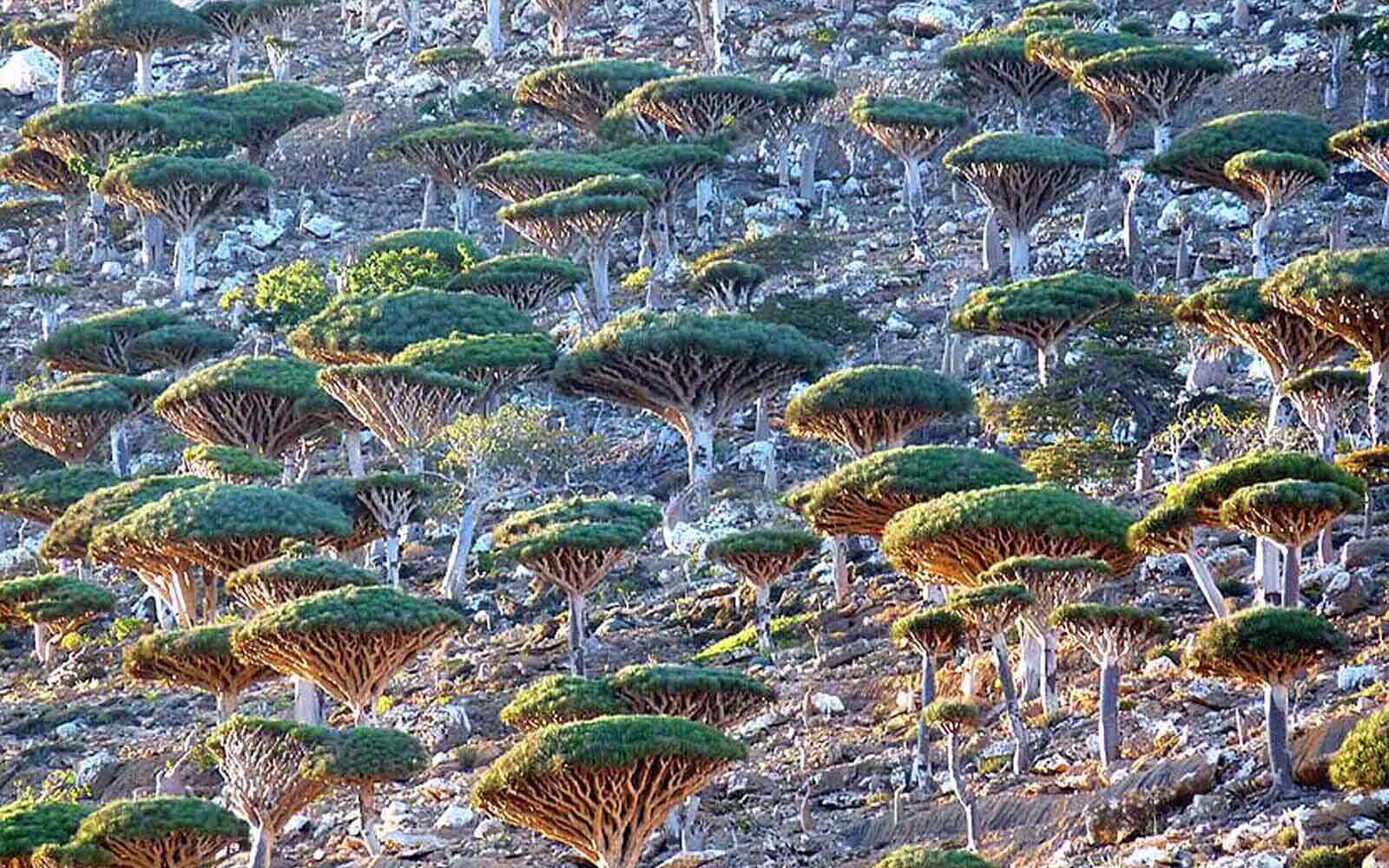 Wunderschöner Dracaena Cinnabari Wald in Sokotra (seltene und einzigartige Drachenblutbäume | www.drakenbloedboom.com