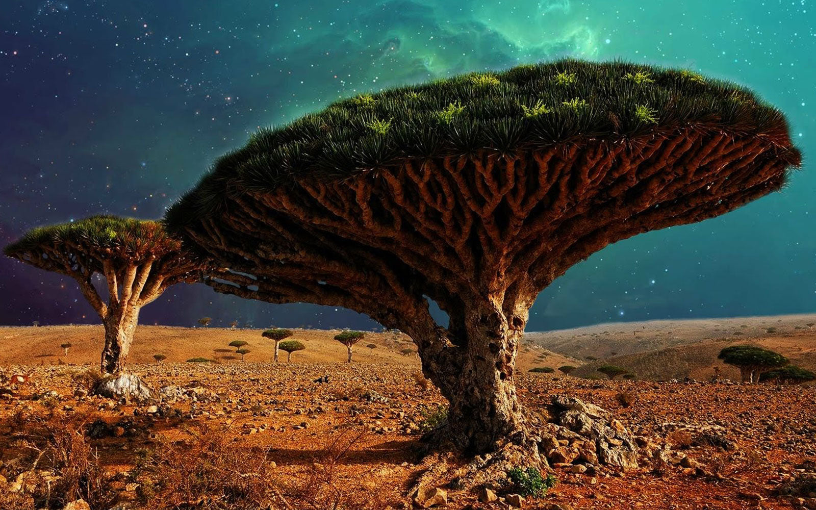 Mysteriöse und einzigartige Drachenbäume. Dies ist die Dracaena cinnabari-Art, die fast ausgestorben ist. Sie kommt nur auf Sokotra in der Nähe von Jemen vor.