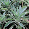Salvia Apiana Pflanze - Weißer Salbei Pflanze - Weißer Salbei