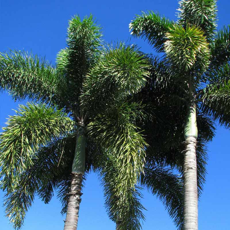 Frische Samen der Wodyettia Bifurcata-Palme (Fuchsschwanzpalme)