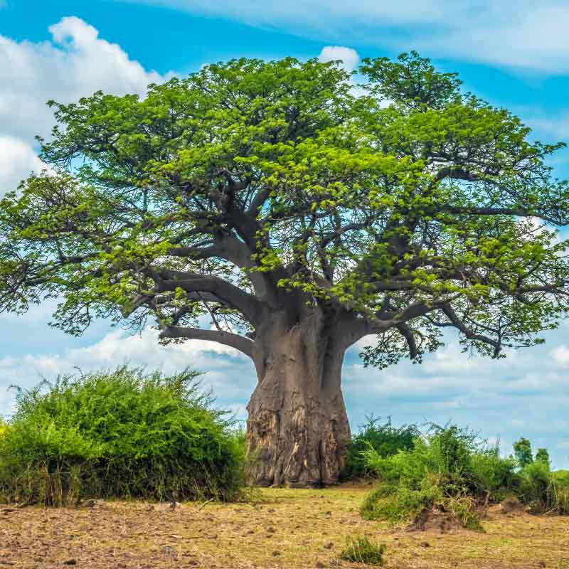 Frische Baobab-Baumsamen (Adansonia Digitata)