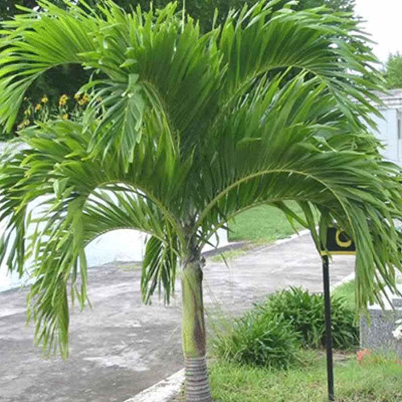 Adonidia merrillii-Palme (Veitchia merrillii - Weihnachtspalme) Palmensamen