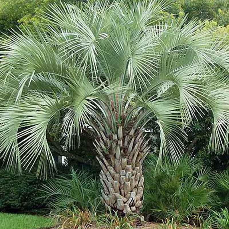 Butia Capitata Palmensamen | Jelly Palm | Pindo Palm | www.drakenbloedboom.com | frische Samen zu verkaufen
