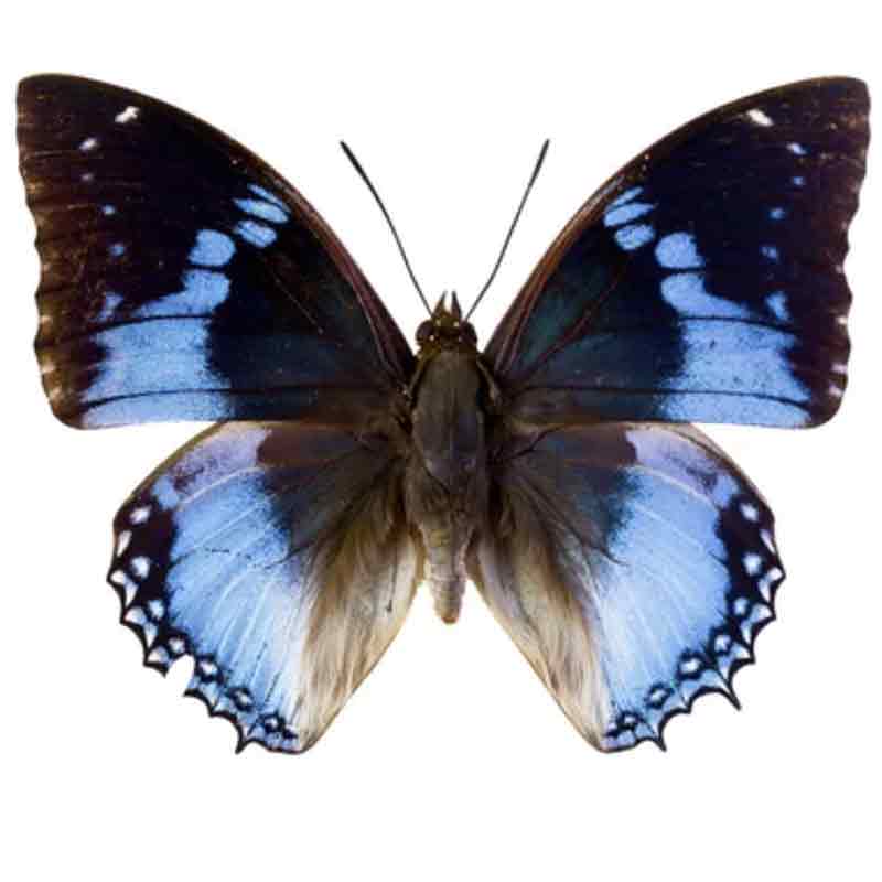 Charaxes tiridates Schmetterling im Rahmen 800 x 800 | www.drakenbloedboom.com