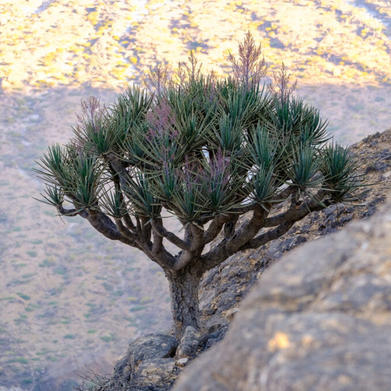 Dracaena serrulata-Baum im Jemen | www.drakenbloedboom.com