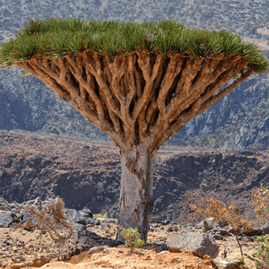 Dracaena cinnabari | Socotra-Drachenbaumsamen | www.drakenbloedboom.com