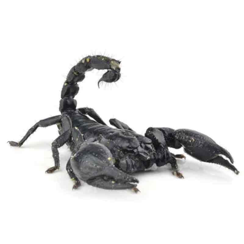 Heterometrus Cyaneus in Liste | Skorpion | www.drakenbloedboom.com