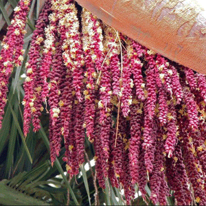 Jubaea Chilensis Palme - winterharte Palmenart | lila Blüten | www.drakenbloedboom.com | frische Samen zu verkaufen