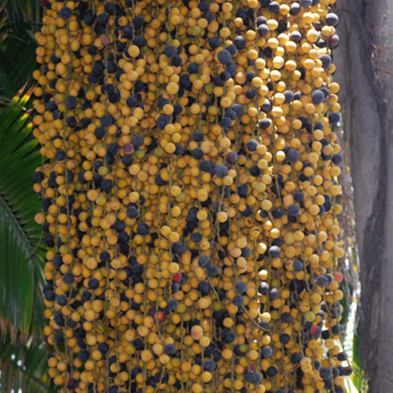 Jubaea Chilensis Palme- Winterharte Palmenart |- Früchte www.drakenbloedboom.com | Frische Samen zu verkaufen