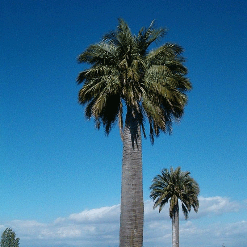 Jubaea Chilensis Palme-robuste Palmenart | www.drakenbloedboom.com | frische Palmensamen zu verkaufen