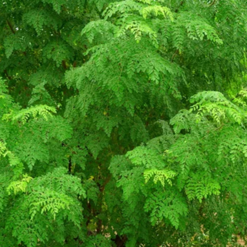 Moringa Oleifera Baum (Wunderbaum) - dragonbloodtree.com