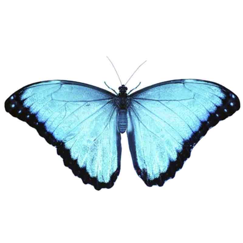 Morpho Aega Schmetterling im Rahmen