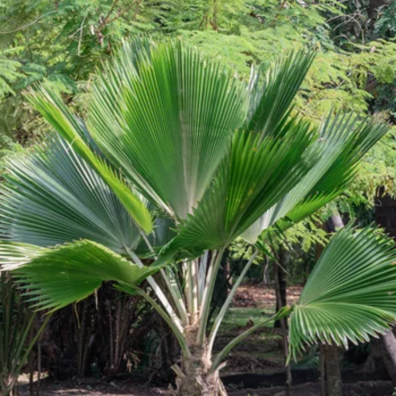 Frische Samen der Pritchardia Pacifica-Palme (Fidschi-Fächerpalme)