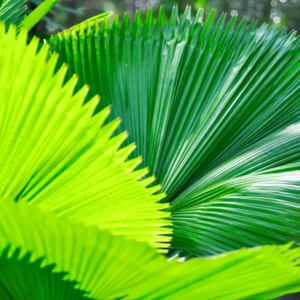Frische Blätter der Pritchardia Pacifica (Fidschi-Fächerpalme)