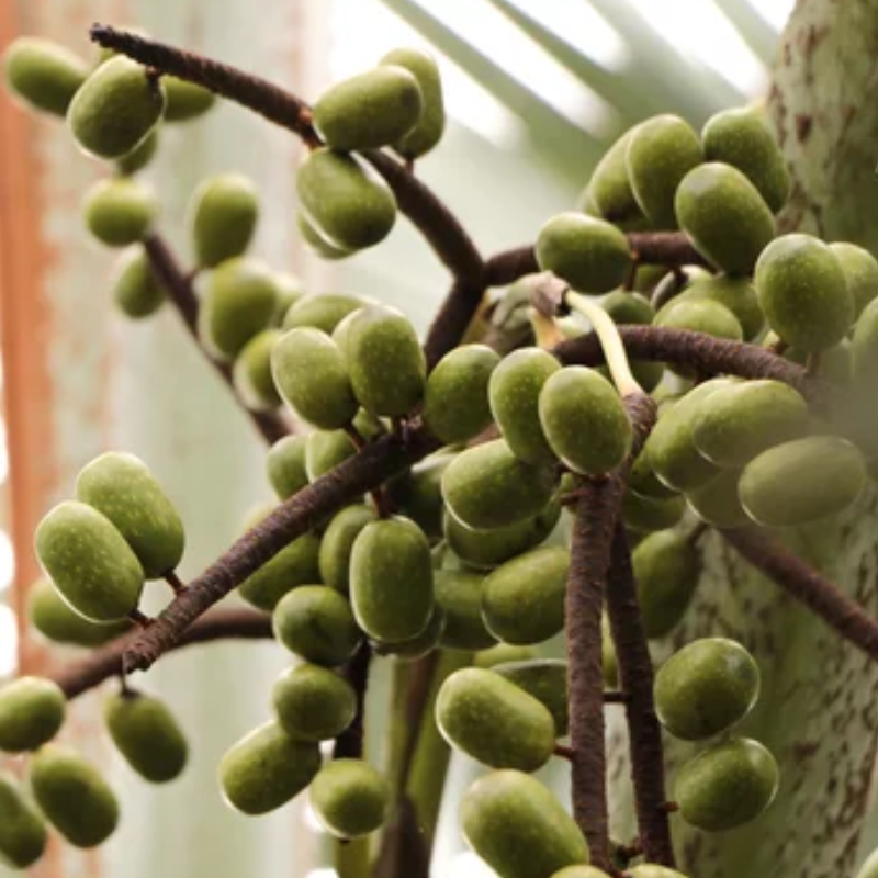 Frische Früchte der Pritchardia Pacifica (Fidschi-Fächerpalme)