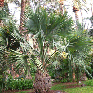 Sabal-minor-Zwergpalme-winterharte Palmenarten | Palmensamen | www.drakenbloedboom.com | frische Palmensamen zum Verkauf