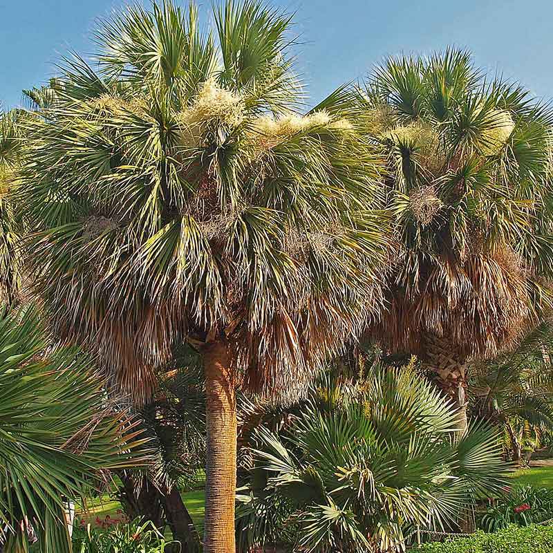 Sabal-Mexicana | Palmensamen | Mexikanische Palme - winterharte Palmensorte | www.drakenbloedboom.com | frische Palmensamen zu verkaufen