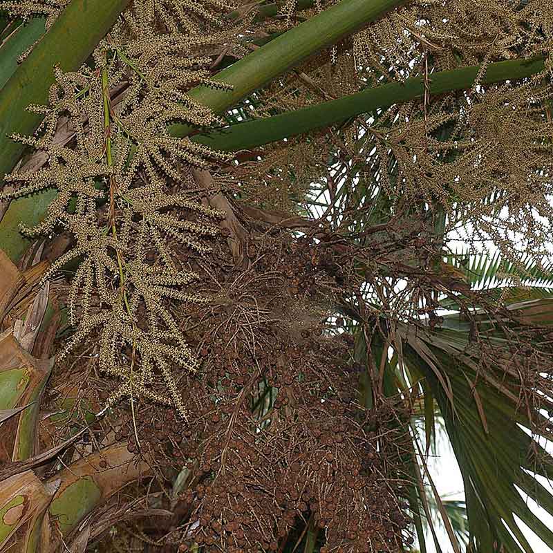 Sabal-Mexicana | Blumen | Mexikanische Palme - winterharte Palmenart | www.drakenbloedboom.com | frische Samen zu verkaufen