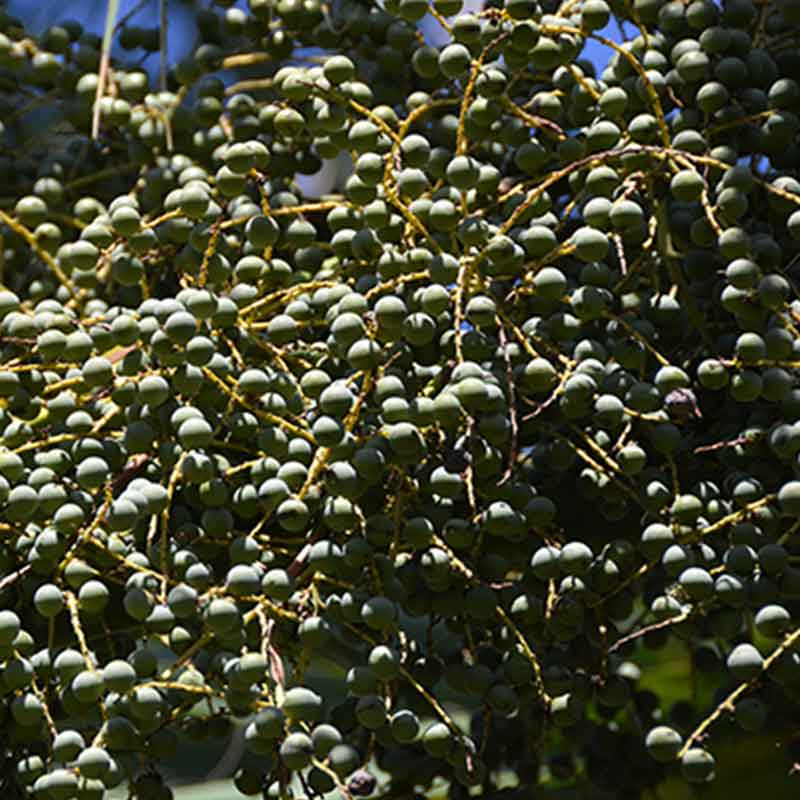 Sabal-Mexicana | Mexikanische Palme - Winterharte Palmenart | Früchte | www.drakenbloedboom.com | Frische Samen zu verkaufen