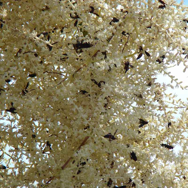Sabal-Palmetto-Kohlpalme-Winterharte Palmenarten | Blumen | www.drakenbloedboom.com | Frische Samen zum Verkauf