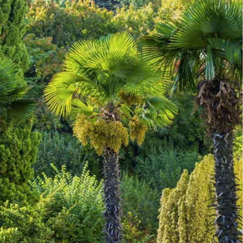 Trachycarpus-Fortunei-Palme - winterharte Palmenarten | Palmensamen | www.drakenbloedboom.com | frische Palmensamen zum Verkauf