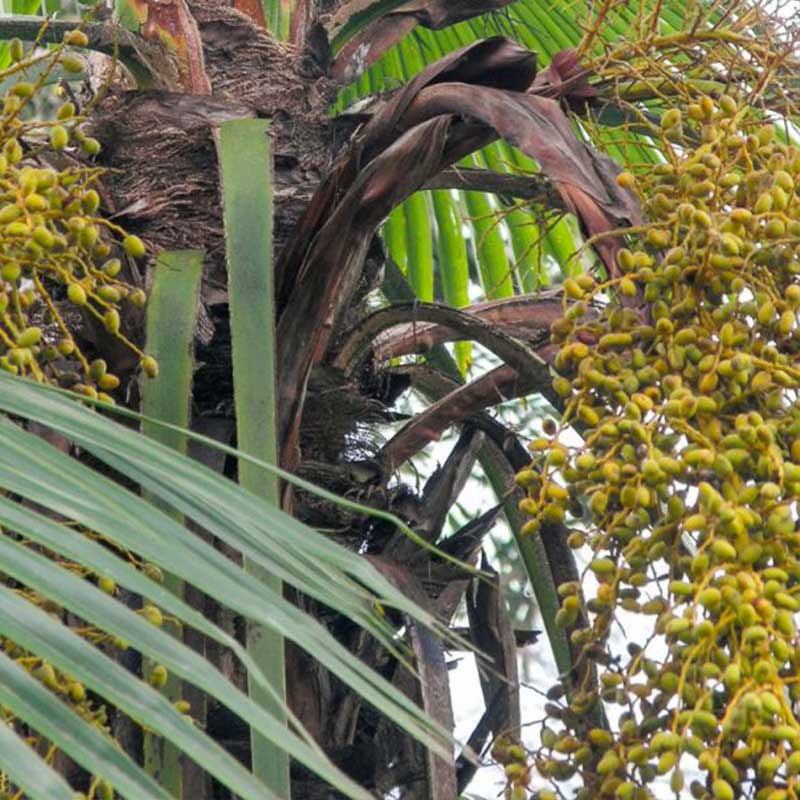 Trachycarpus-Latisectus-Palme - winterharte Palmenart | Blüten | www.drakenbloedboom.com | frische Samen zu verkaufen