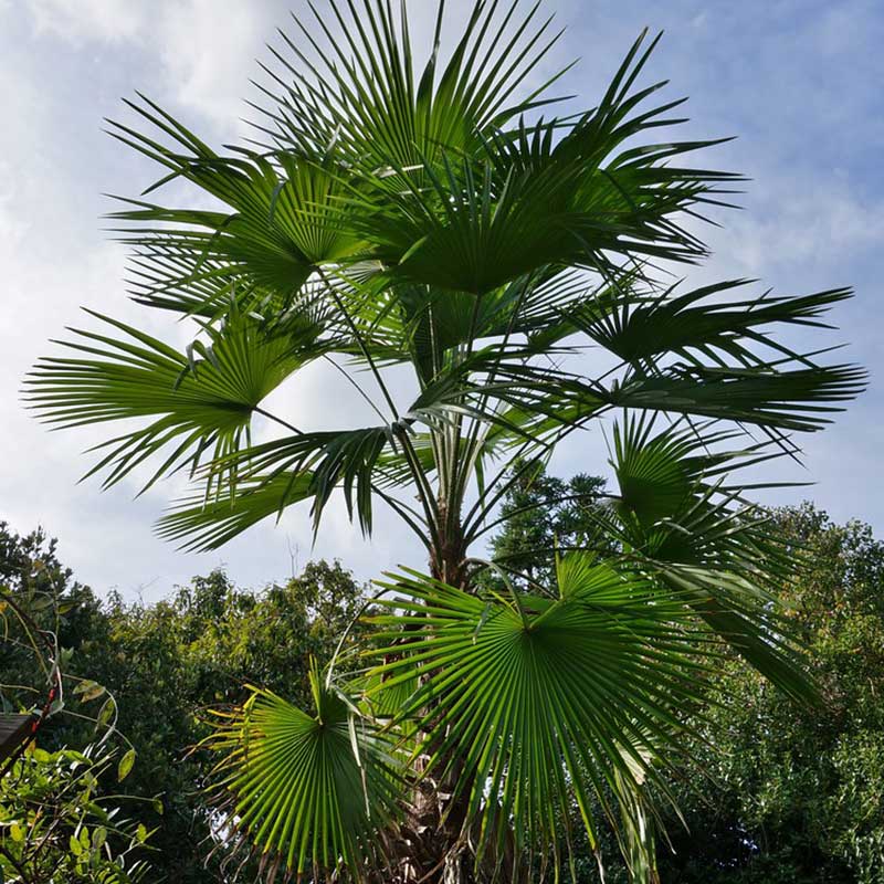 Trachycarpus-Latisectus-Palme - winterharte Palmenarten | Palmensamen | www.drakenbloedboom.com | frische Palmensamen zu verkaufen