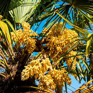 Trachycarpus-Takil-Palme - winterharte Palmenart | Blumen | www.drakenbloedboom.com | frische Samen zu verkaufen