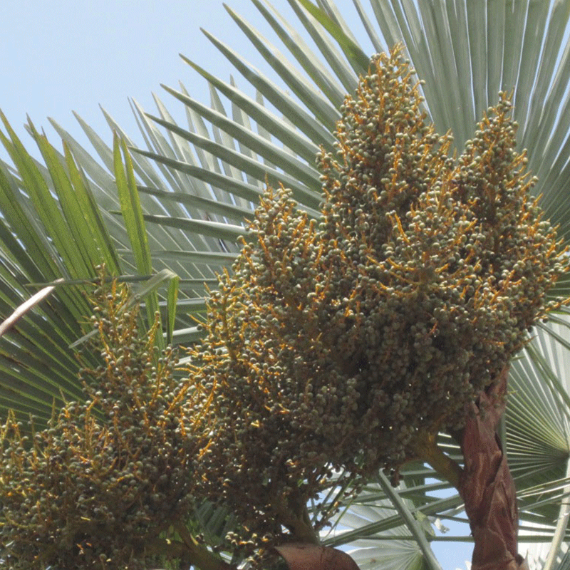 Trachycarpus-Takil-Palme - winterharte Palmenart | Früchte | www.drakenbloedboom.com | frische Samen zu verkaufen