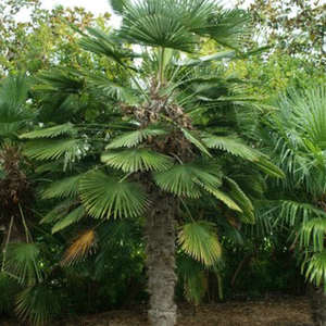 Trachycarpus-Wagnerianus-Palme - winterharte Palmenart | Palmensamen | www.drakenbloedboom.com | frische Palmensamen zu verkaufen