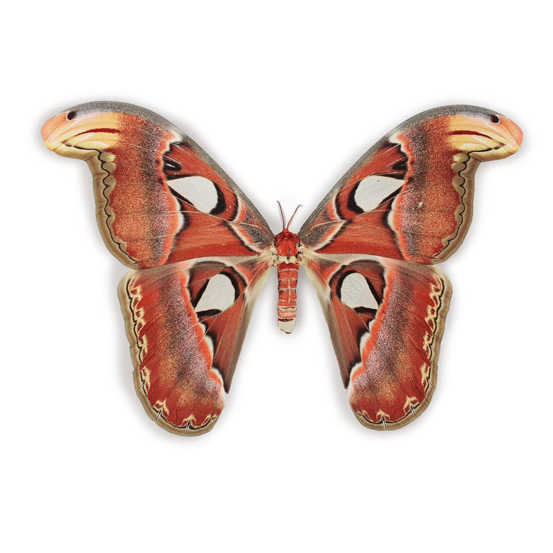 Atlasfalter _ Attacus Atlas _ Atlasfalter _ atlas moth_ atlas moth _ moth | stuffed butterfly in frame | www.drakenbloedboom.com