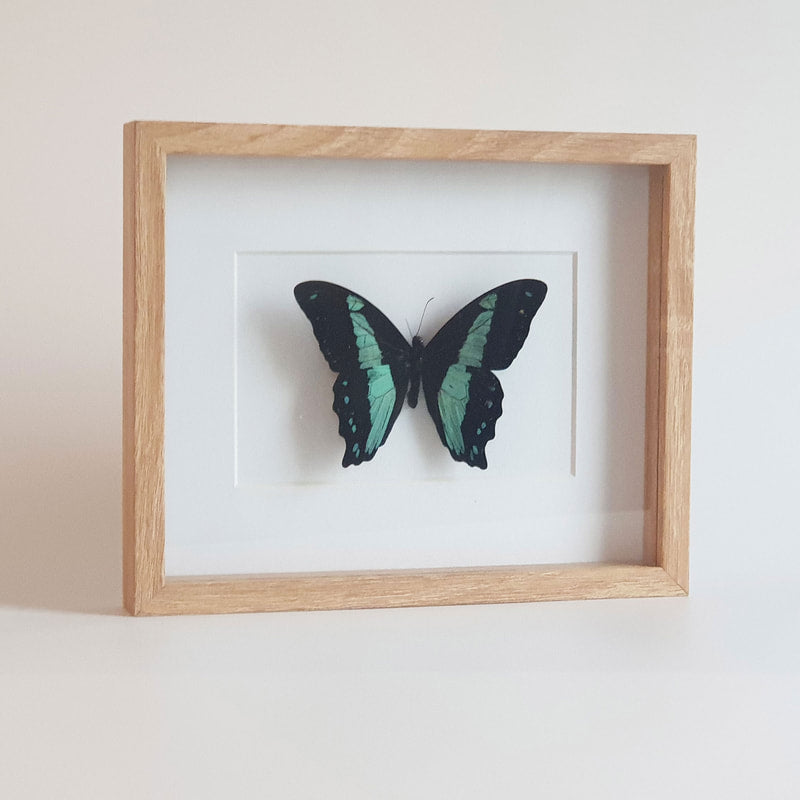 Papilio Bromius im Rahmen