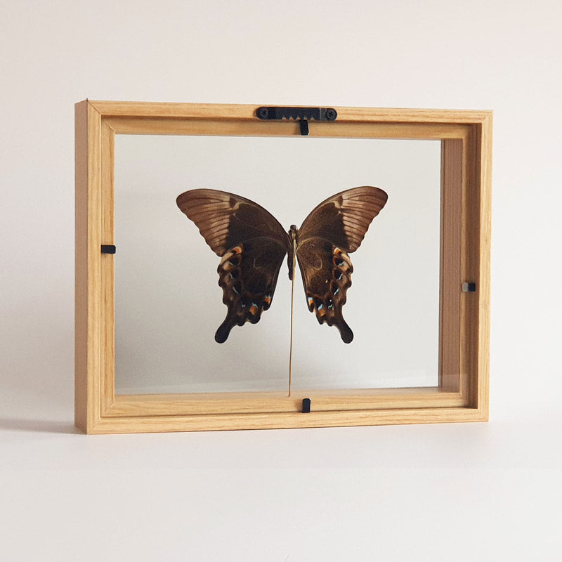 Papilio Perantus Adamantius im Rahmen