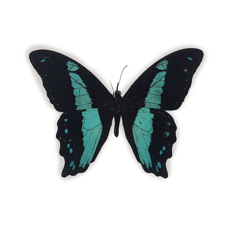 Papilio Bromius im Rahmen