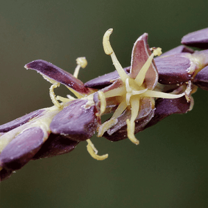 Butia Archeri | Zwerg-Gelee-Palme | winterharte Palme | Blumen | www.drakenbloedboom.com | frische Samen zu verkaufen