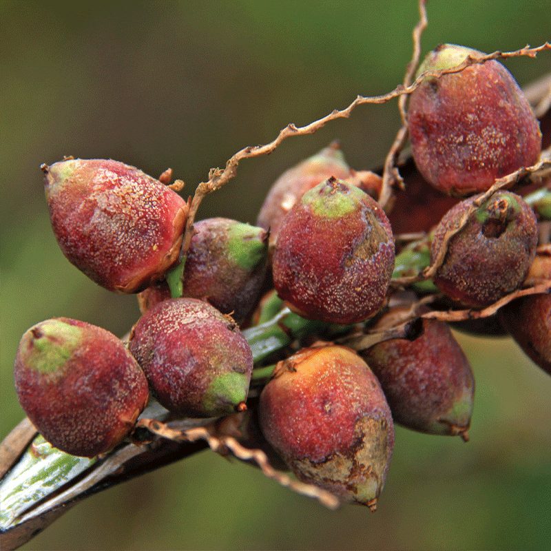 Butia Archeri | Zwerg-Gelee-Palme | winterharte Palme | Früchte | www.drakenbloedboom.com | frische Samen zu verkaufen