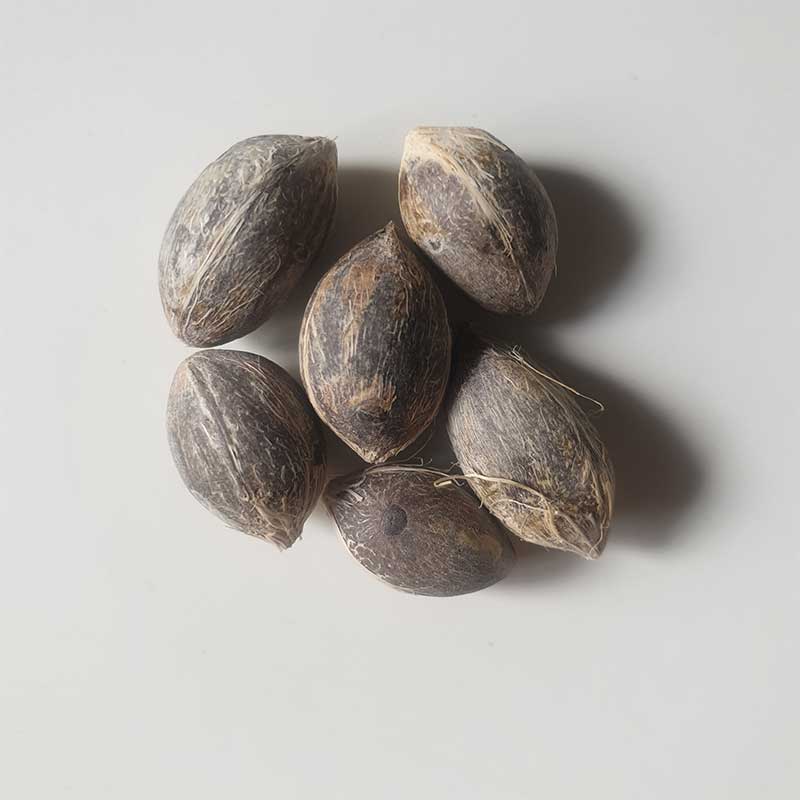 Butia Archeri | Zwerg-Gelee-Palme | winterharte Palme | Samen | www.drakenbloedboom.com | frische Samen zum Verkauf