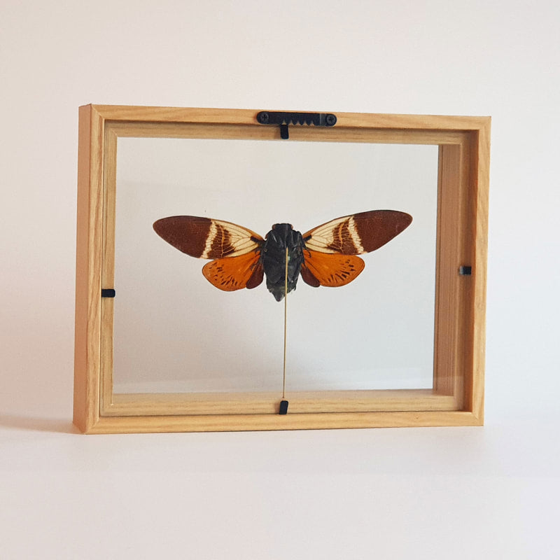 Angamiana Floridula im Rahmen | ausgestopfter Schmetterling im Rahmen | www.drakenbloedboom.com