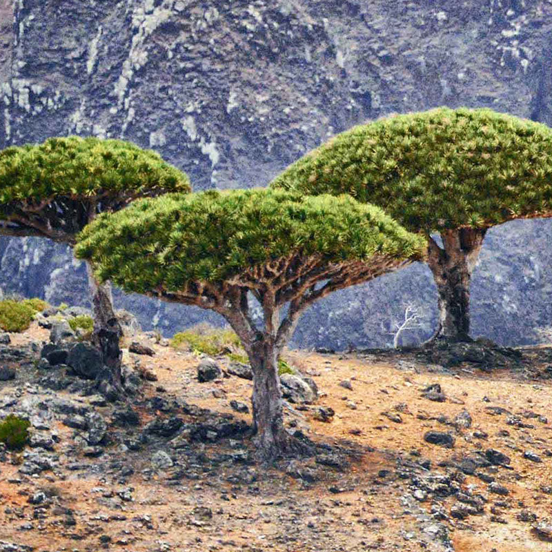 Dracaena cinnbari Bäume auf Sokotra | www.drakenbloedboom.com