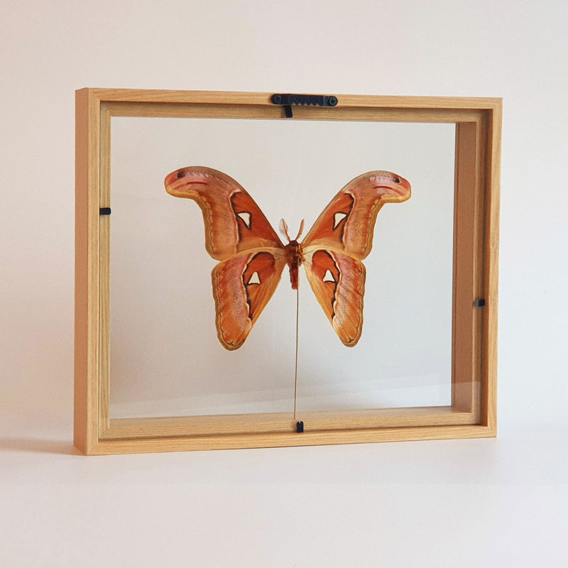 Attacus Lorquini im Rahmen | ausgestopfter Schmetterling im Rahmen | www.drakenbloedboom.com