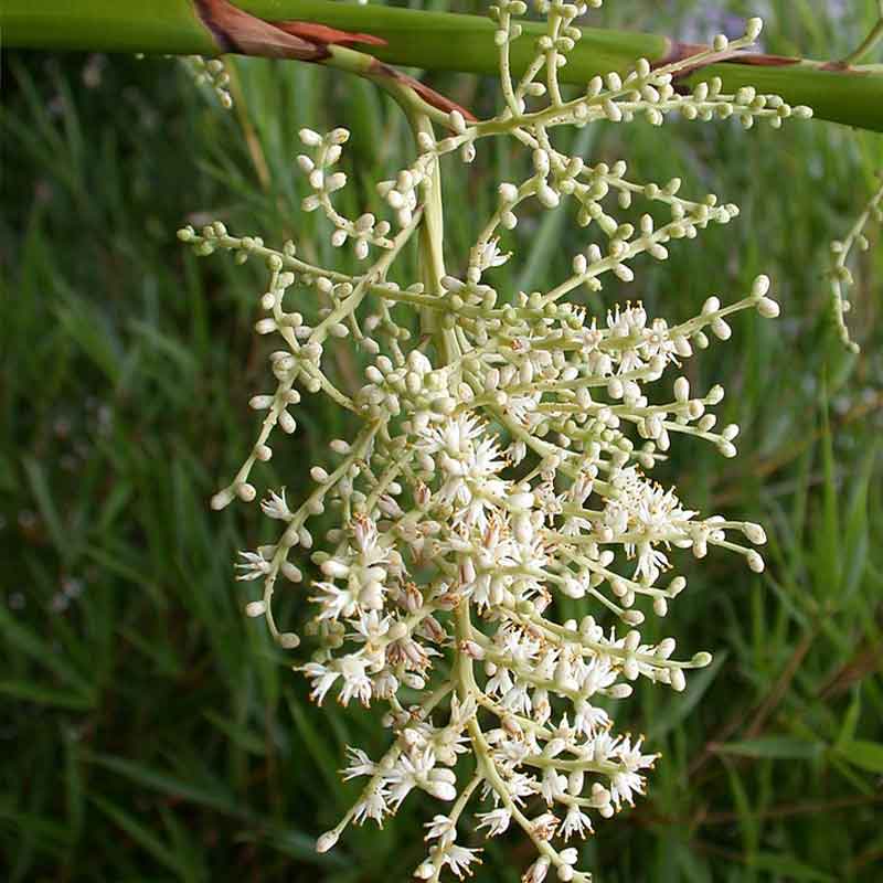 Sabal-minor-Zwergpalme-winterharte Palmenart | Blüte | www.drakenbloedboom.com | frische Samen zum Verkauf