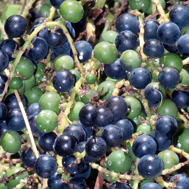 Sabal-minor-Zwergpalme-winterharte Palmenarten | Früchte | www.drakenbloedboom.com | frische Samen zum Verkauf