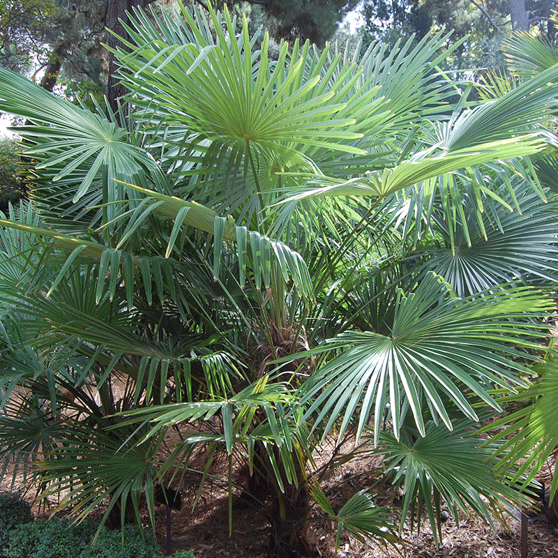Trachycarpus-Takil-Palme - winterharte Palmensorte | Palmensamen |www.drakenbloedboom.com | frische Palmensamen zu verkaufen